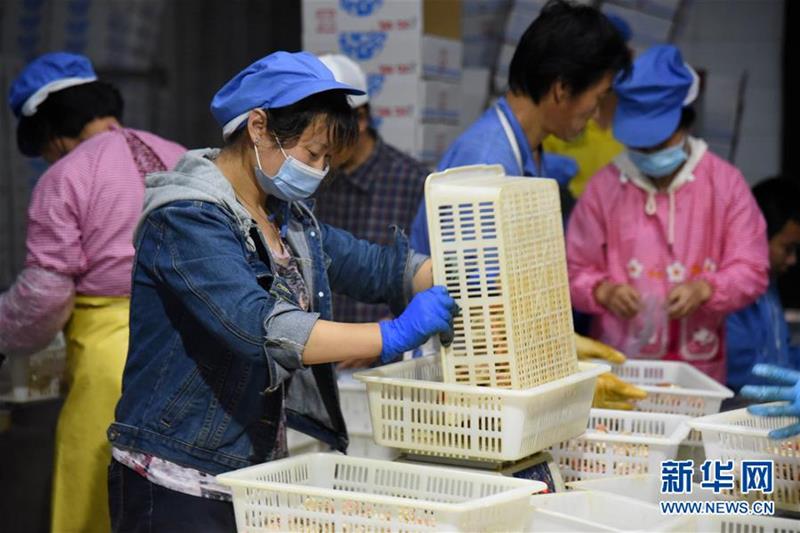 (走向我們的小康生活·圖文互動(dòng))(6)長(zhǎng)島漁民的扇貝喜事:從請(qǐng)客求人買(mǎi)到供不應(yīng)求