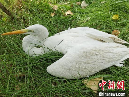 受傷虛弱的黃嘴白鷺?！⊥蹰_(kāi)鵬 攝