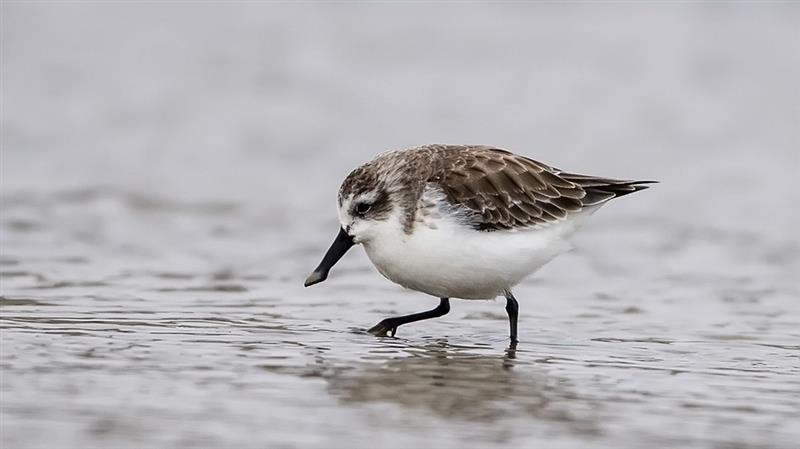 1月8日，一只勺嘴鷸在閩南晉江深滬灣灘涂覓食。