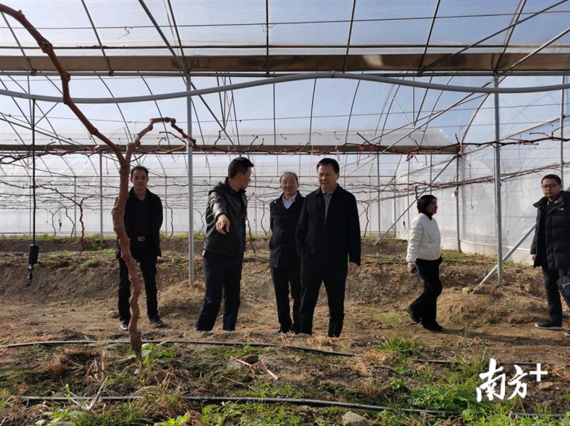 赴基層調研現(xiàn)代農(nóng)業(yè)產(chǎn)業(yè)發(fā)展。