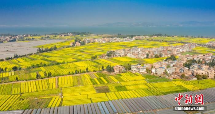資料圖：陽春三月，油菜花灑滿了滇池南岸，醉了游人心。李雪艷 攝