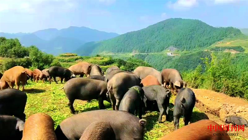 坪箐社區(qū)生態(tài)糯谷豬.png 坪箐社區(qū)生態(tài)糯谷豬.png