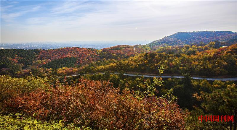 北望山楓葉紅了.jpg 北望山楓葉紅了.jpg
