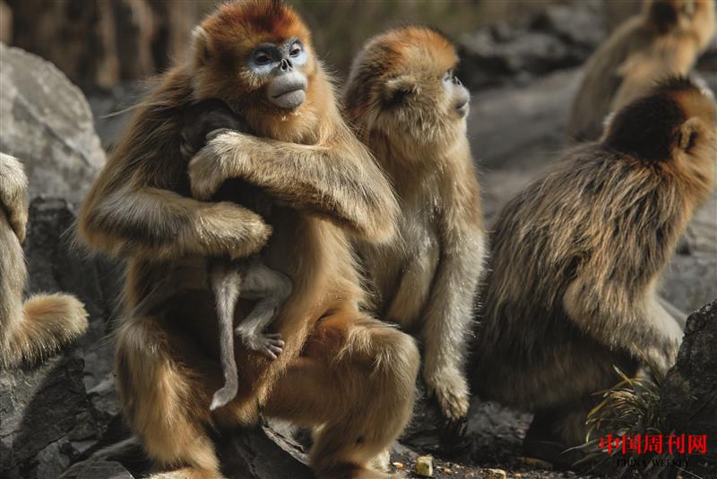 攝圖網(wǎng)_500894542_陜西周至縣秦嶺金絲猴（企業(yè)商用）.JPG