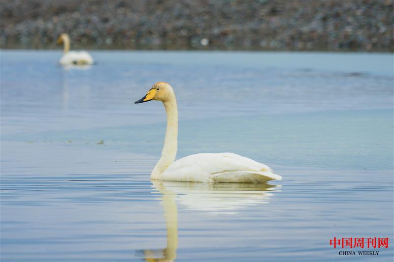 攝圖網(wǎng)_500709854_三門峽白天鵝 丑小鴨 小黑天鵝 水中天鵝(企業(yè)商用).jpg 攝圖網(wǎng)_500709854_三門峽白天鵝 丑小鴨 小黑天鵝 水中天鵝(企業(yè)商用).jpg