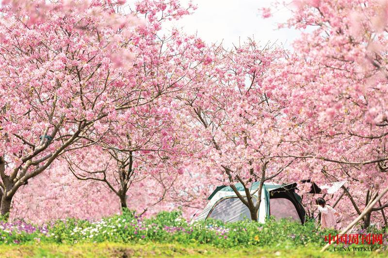 攝圖網(wǎng)_507697021_春天春游踏清櫻花盛開(kāi)(企業(yè)商用).jpg 攝圖網(wǎng)_507697021_春天春游踏清櫻花盛開(kāi)(企業(yè)商用).jpg