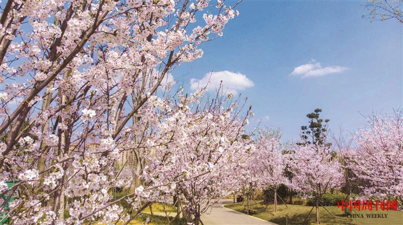 櫻花三月漫眉州.jpg 櫻花三月漫眉州.jpg