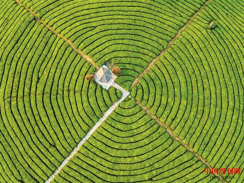 攝圖網(wǎng)_501595994_春天茶園航拍(企業(yè)商用).jpg 攝圖網(wǎng)_501595994_春天茶園航拍(企業(yè)商用).jpg