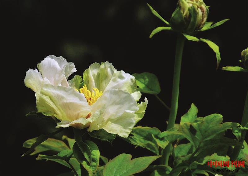 綠牡丹1.jpg 綠牡丹1.jpg