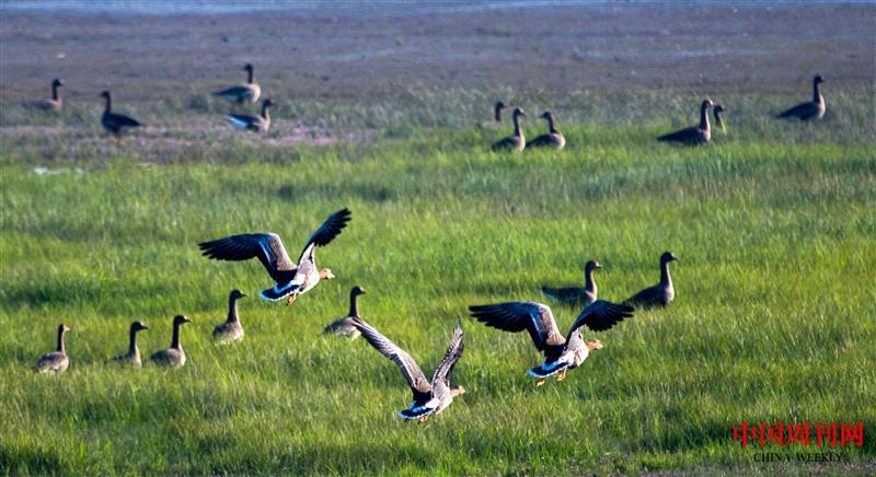 鄱陽湖都昌候鳥保護(hù)區(qū)內(nèi).jpg 鄱陽湖都昌候鳥保護(hù)區(qū)內(nèi).jpg