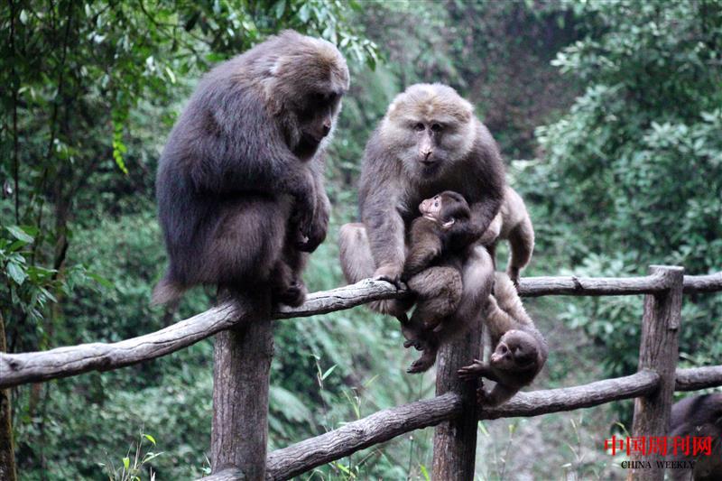 攝圖網_501584304_峨眉山野生呆萌猴子一家（企業(yè)商用）.jpg