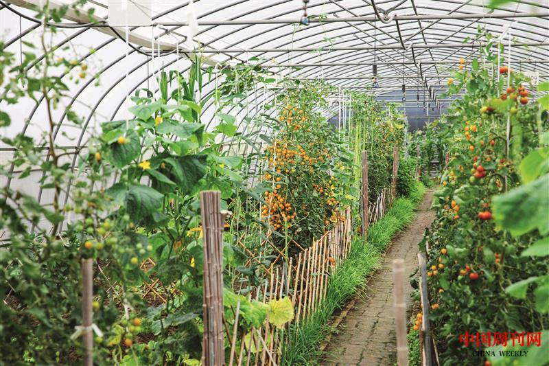 攝圖網(wǎng)_501652089_蔬菜種植大棚(企業(yè)商用) (1).jpg 攝圖網(wǎng)_501652089_蔬菜種植大棚(企業(yè)商用) (1).jpg